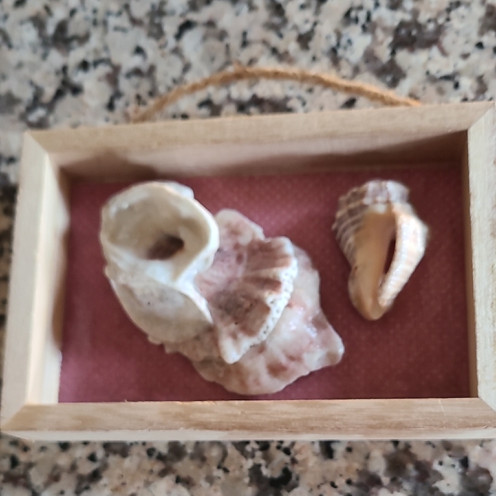 Decorative Seashell Shadow Box